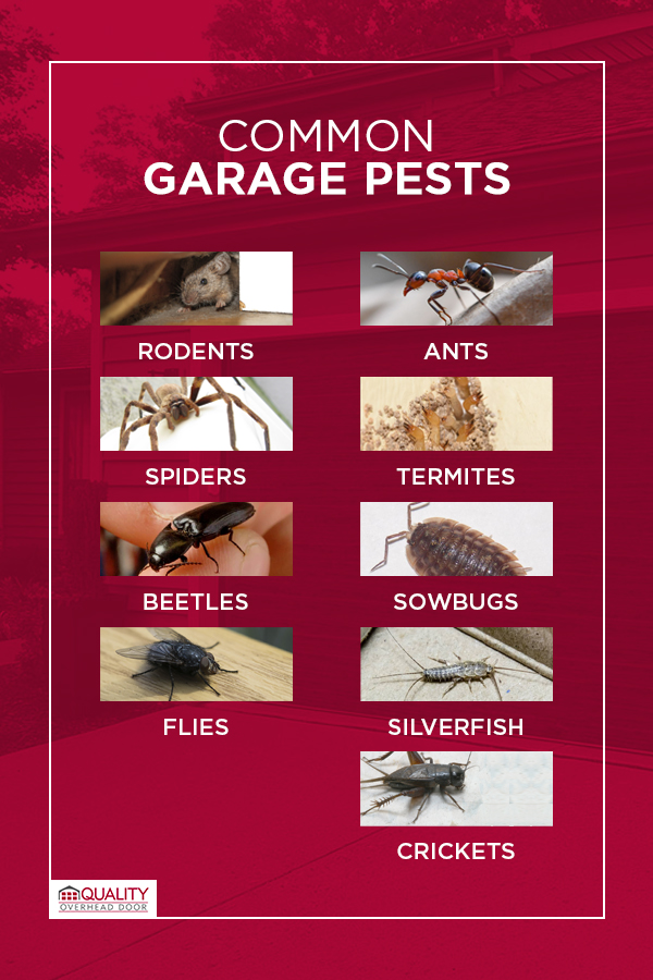 Common-Garage-Pests